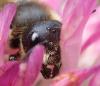 Megachile versicolor
